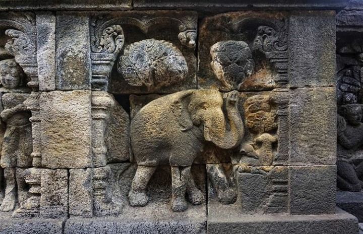 Relief gajah yang berada di Candi Borobudur