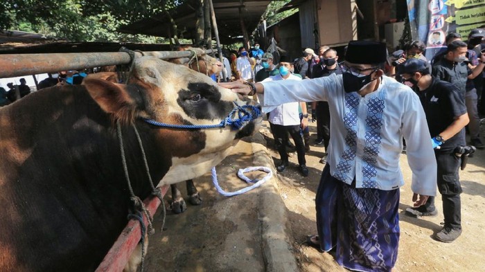 Sandiaga Uno Didampingi Atta Halilintar, Sebar 1.000 Hewan Qurban utk Indonesia Berbagi Dalam rangka mendorong semangat Persatuan Umat dalam Menghadapi Pademik COViD-19. Sandiaga Uno Bersinergi dengan Tokoh Agama, Ormas Islam, Pondok Pesantren, Lembaga Pendidikan serta 18 Pimpinan Organisasi Kemasyarakatan Pemuda (OKP) Islam menyiapkan 1.000 Hewan Qurban Di 17 Propinsi.