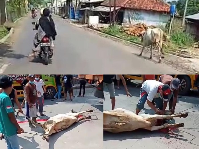 Sapi Kabur di Sukabumi