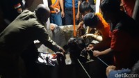 Sapi berhasil dievakuasi dengan selamat usai petugas pemadam kebakaran dikerahkan.  