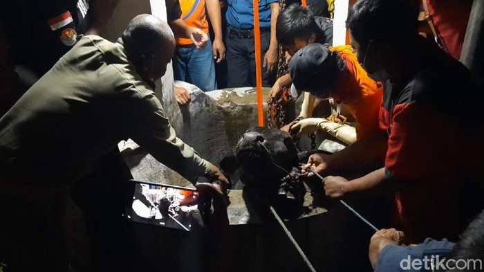 Seekor sapi kurban kabur hingga nyemplung ke sumur di Desa Gedongan, Karanganyar, Jawa Tengah. Begini proses evakuasi sapi sapi seberat 700 kg tersebut.