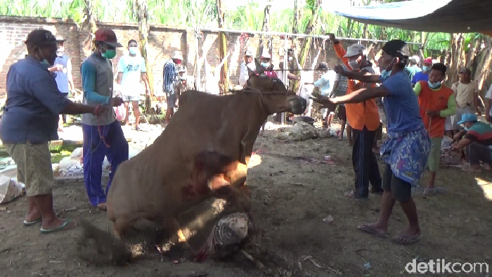 Sapi Kurban di Lumajang Ngamuk Sebelum Disembelih dan Nyaris Serang Warga