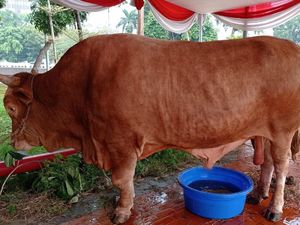 Sapi Kurban 1,2 Ton Jokowi Dipotong Pertama di Masjid Istiqlal