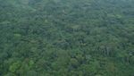 Foto Hutan Lindung Terbesar Afrika, Terlarang untuk Perburuan Minyak