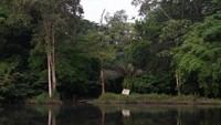 Taman Nasional Salonga adalah salah satu habitat spesies langka di dunia. (UNESCO)