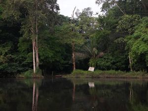 Foto Hutan Lindung Terbesar Afrika, Terlarang untuk Perburuan Minyak