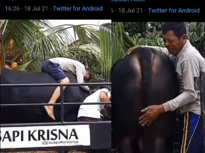 Viral seorang bapak yang menangis berpisah dengan sapi miliknya. Viral seorang bapak yang menangis berpisah dengan sapi miliknya.