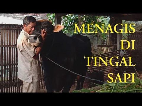 Viral seorang bapak yang menangis berpisah dengan sapi miliknya.