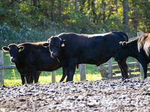 7 Fakta Wagyu, Daging Sapi Jepang Premium yang Lumer Juicy