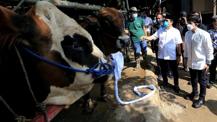 Berbagi Daging Kurban untuk Masyarakat Terdampak Pandemi Pembagian daging kurban diharapkan dapat membantu masyarakat yang terdampak pandemi di masa PPKM.