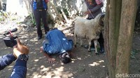 Mang Iyad tampak tak bisa berkata. Matanya berkaca-kaca. Kedua tangannya tampak tak henti mengelus domba berwarna putih tersebut. Dia bahkan berdoa kemudian bersujud syukur di tanah.