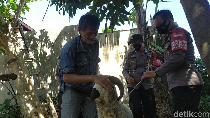 Seorang pedagang di Garut menerima seekor domba sebagai pengganti uang kurban yang habis dimakan rayap.