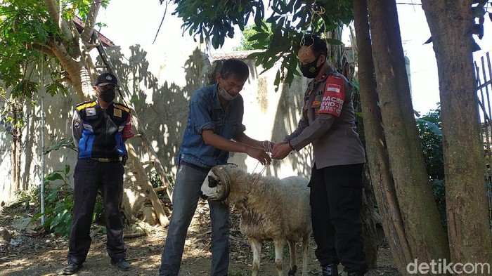 Berkah Pedagang di Garut Imbas Uang Kurban Dimakan Rayap Seorang pedagang di Garut menerima seekor domba sebagai pengganti uang kurban yang habis dimakan rayap.