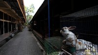 Keluhan mereka hampir sama yaitu pembeli tidak boleh mengunjungi pasar karena PPKM Darurat dan PPKM Level 4 sehingga uang tidak dapat berputar. Diketahui, PPKM level 4 adalah ada lebih dari 150 kasus COVID-19 per 100 ribu penduduk, lebih dari 30 kasus yang dirawat di rumah sakit per 100 ribu penduduk, dan lebih dari 5 kasus meninggal per 100 ribu penduduk.