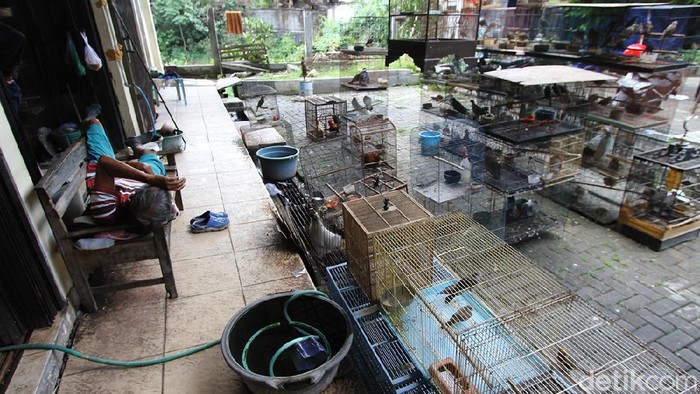 Curhat Pedagang Burung di Solo Imbas PPKM Level 4 Keluhan imbas PPKM kini datang dari para pedagang burung di Pasar Hewan Depok, Solo, Jawa Tengah.