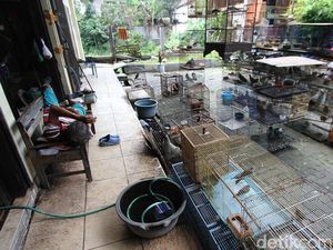 Curhat Pedagang Burung di Solo Imbas PPKM Level 4