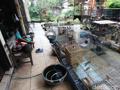Curhat Pedagang Burung di Solo Imbas PPKM Level 4