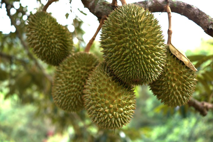 Jatuh di Atas Mobil, Durian Ini Dijual Seharga Rp 1,7 Juta