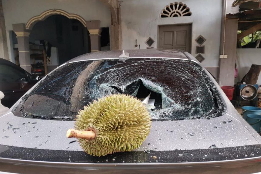 Jatuh di Atas Mobil, Durian Ini Dijual Seharga Rp 1,7 Juta