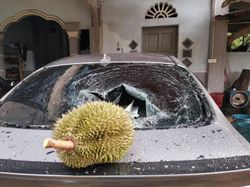 Jatuh di Atas Mobil, Durian Ini Dijual Seharga Rp 1,7 Juta