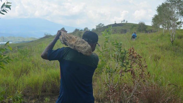 Fosil kayu batu akik Papua