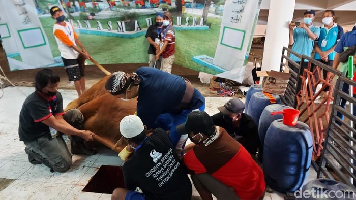 hewan kurban jokowi