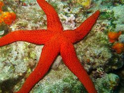 10 Hewan Raksasa Menakjubkan Penghuni Lautan