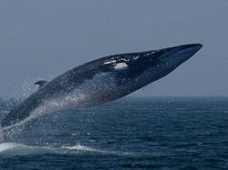 10 Hewan Raksasa Menakjubkan Penghuni Lautan