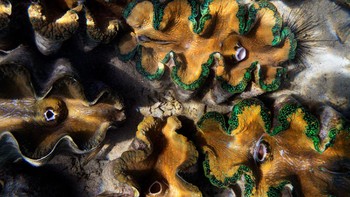 Kima raksasa (Tridacna) adalah moluska terbesar di Bumi. Hewan ini bisa memiliki panjang 1,2 meter dan berat 227 kg. Hebatnya, mereka bisa hidup di alam liar selama lebih dari seratus tahun. Foto: National Geographic via News Beezer