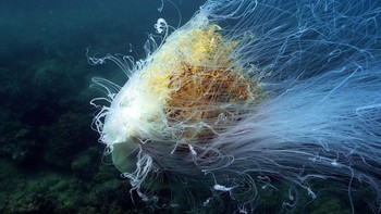 Ubur-ubur surai singa (Cyanea capillata) merupakan ubur-ubur terbesar yang ada di dunia. Makhluk sebesar ini sulit ditemukan di dekat darat, karena ubur-ubur surai singa hidup di kedalaman laut. Ukuran makhluk raksasa ini berdiameter dua meter dengan panjang tentakel lebih dari 15 meter. Foto: National Geographic via News Beezer