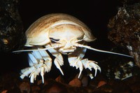 hewan laut raksasa