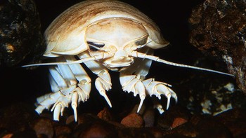 Kutu laut aksasa (Bathynomus) memiliki hubungan erat dengan udang dan kepiting. Makhluk ini biasanya hidup di dasar laut dan memiliki tubuh yang besar. Foto: National Geographic via News Beezer
