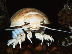 10 Hewan Raksasa Menakjubkan Penghuni Lautan