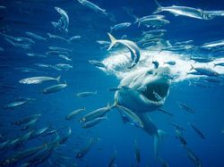 10 Hewan Raksasa Menakjubkan Penghuni Lautan