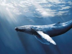 10 Hewan Raksasa Menakjubkan Penghuni Lautan