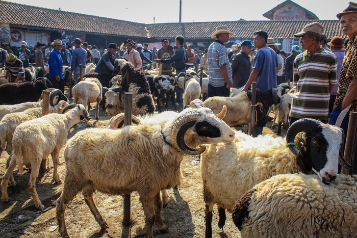 Hukum Berkurban dan Memberikan Daging Kurban Bagi Umat Non Muslim