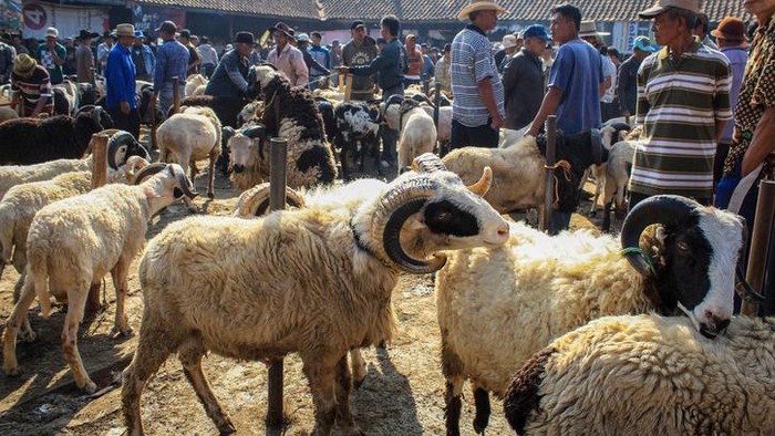 Hukum Berkurban dan Memberikan Daging Kurban Bagi Umat Non Muslim