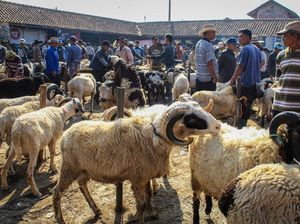 Bagaimana Hukum Kurban Jika Telah Bernazar?
