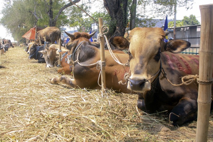Hukum berkurban bagi non Muslim Hukum Berkurban dan Memberikan Daging Kurban Bagi Umat Non Muslim