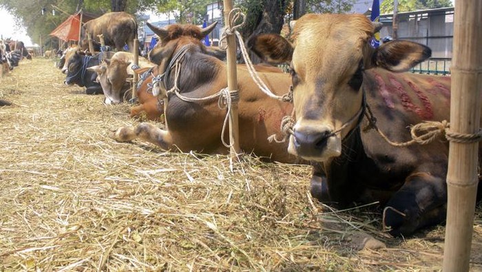 Hukum Berkurban dan Memberikan Daging Kurban Bagi Umat Non Muslim