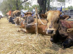 Hukum Berkurban dan Memberikan Daging Kurban Bagi Umat Non Muslim