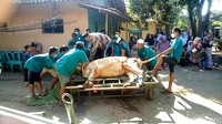 Setelah hewan dipastikan terikat dengan nyaman, maka bagian kandang berupa besi-besi itu akan dilepas satu per satu. Hewan kurban yang kondisi berdiri itu akan diposisikan tertidur atau direbahkan dengan gerakan hidraulis, sehingga disebut tidak membuat hewan panik.