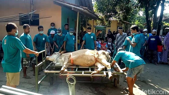 Ini Dia Alat Jagal Portabel Buatan Warga Pekalongan Warga Pekalongan, Ruli Muhamad Darwis (40), membuat alat jagal sapi portabel. Alat tersebut bisa untuk menjagal sapi dengan berat badan hingga 2 ton lho.