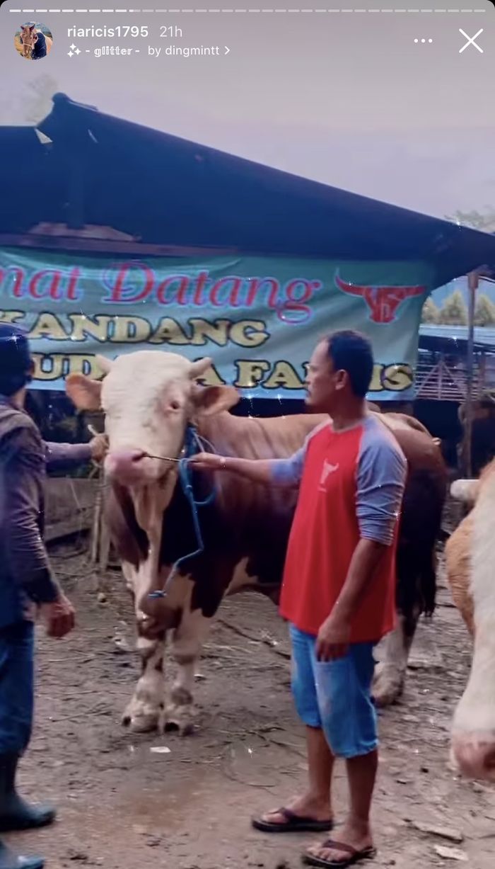 Keseruan Ria Ricis Saat Kurban Empat Ekor Sapi saat Idul Adha - Foto 2