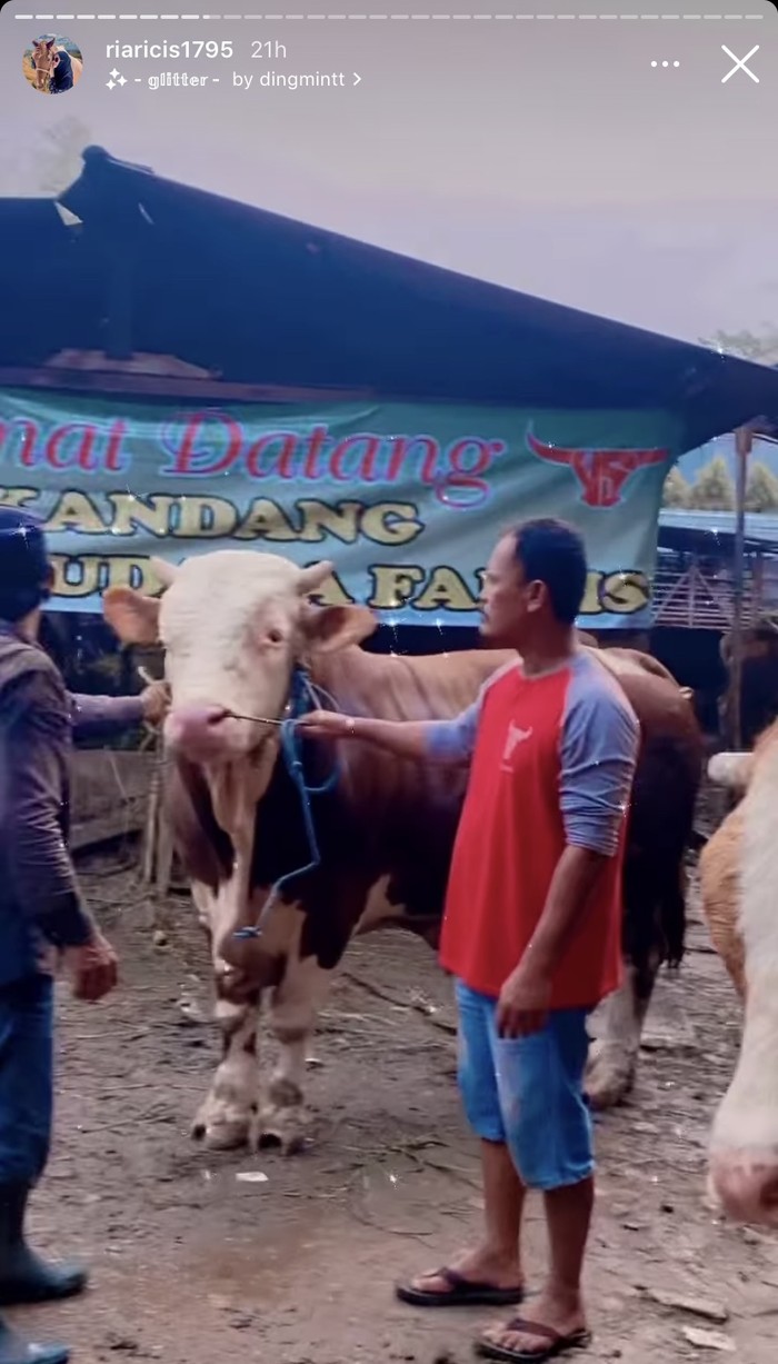 Keseruan Ria Ricis Saat Kurban Empat Ekor Sapi saat Idul Adha Keseruan Ria Ricis Saat Kurban Empat Ekor Sapi saat Idul Adha
