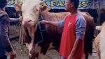 Keseruan Ria Ricis Saat Kurban Empat Ekor Sapi saat Idul Adha