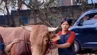 Suka memberikan nama sapi yang unik, kali ini Ricis memberikan nama Petok-petok, Mbeek, Meong dan Sayang untuk keempat sapinya. Foto: Instagram @riaricis1795