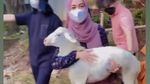 Keseruan Ria Ricis Saat Kurban Empat Ekor Sapi saat Idul Adha