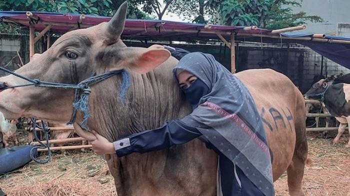 Keseruan Ria Ricis Saat Kurban Empat Ekor Sapi saat Idul Adha Keseruan Ria Ricis Saat Kurban Empat Ekor Sapi saat Idul Adha