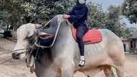 Punya lebih dari 25,6 juta followers di Instagram, Ria Ricis heboh bagikan keseruan dirinya saat kurban empat sapi di tahun ini. Banyak penggemarnya yang memuji aksinya. Foto: Instagram @riaricis1795